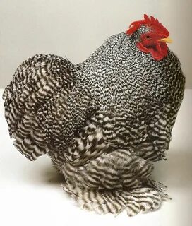 Мини петушки