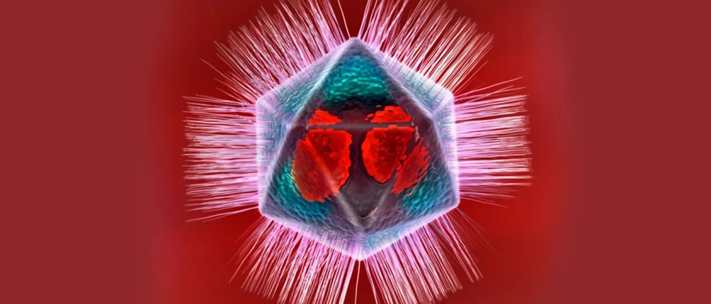 Мимивирус геном\. Acanthamoeba Polyphaga mimivirus. Мимивирусы микробиология. Мимивирус под микроскопом.