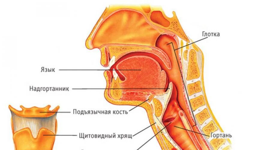 Глоток куда. Анатомия гортани надгортанник. Строение горла надгортанник. Строение языка надгортанник. Надгортанник и подъязычная кость.