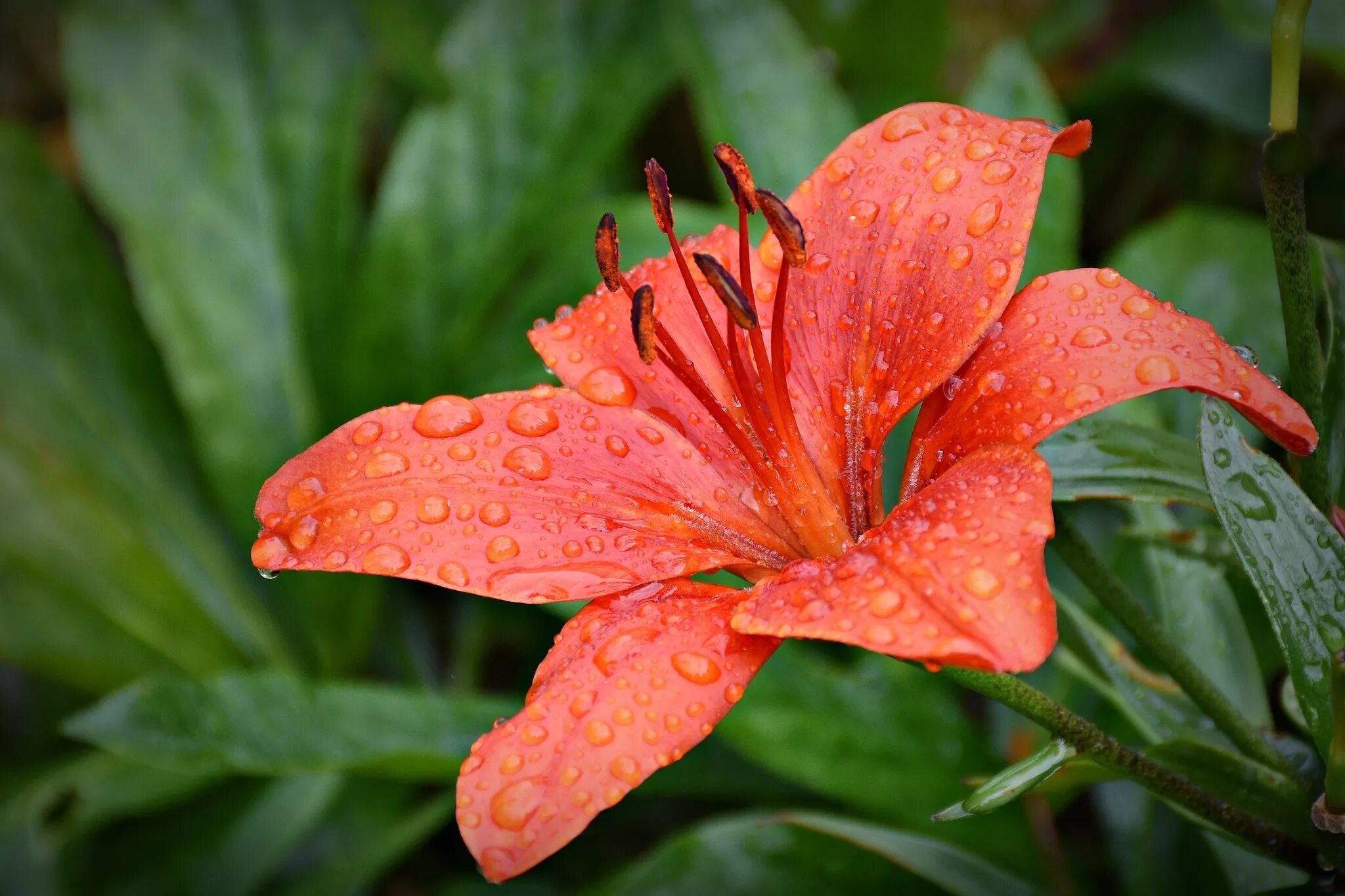Asiatic Lily (Lilium America) Lilly plants, Flowers perennials, Fragrant plant