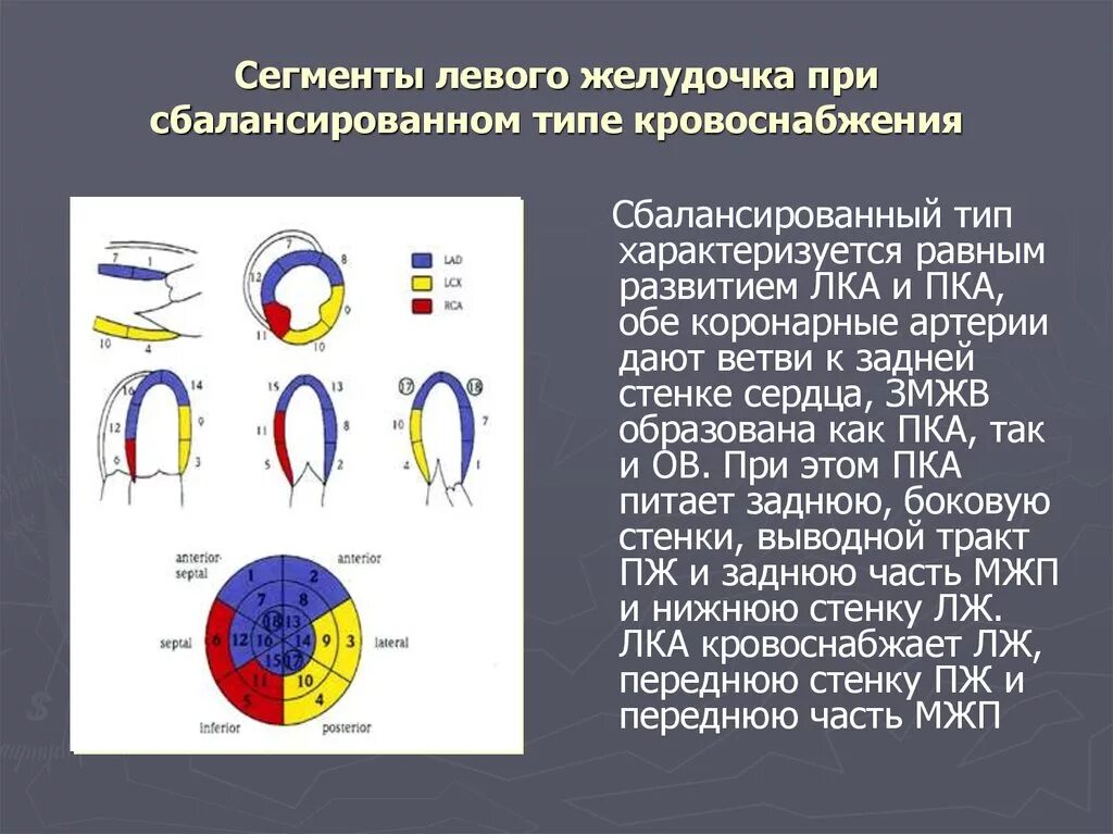 Сократимость лж. 17 Сегментов левого желудочка ЭХОКГ схема. Сегменты левого желудочка на ЭХОКГ. Сегментарное строение миокарда ЭХОКГ. Сегменты лж на ЭХОКГ.