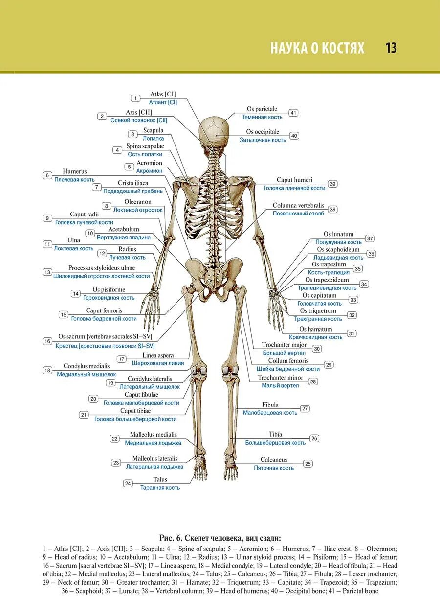 Человек латинское название. Структура тела человек кости. Кость человека названия. Анатомия название костей. Анатомия человека костная система атлас.