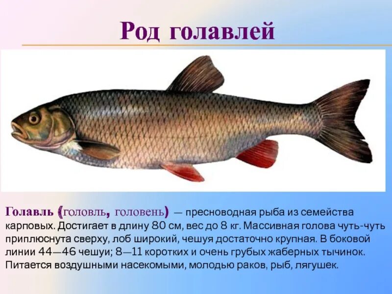 Представители семейства карповых. Семейство окуневых рыб названия. Тресковые место обитания. Лососевые рыбы представители. Семейство карповых.
