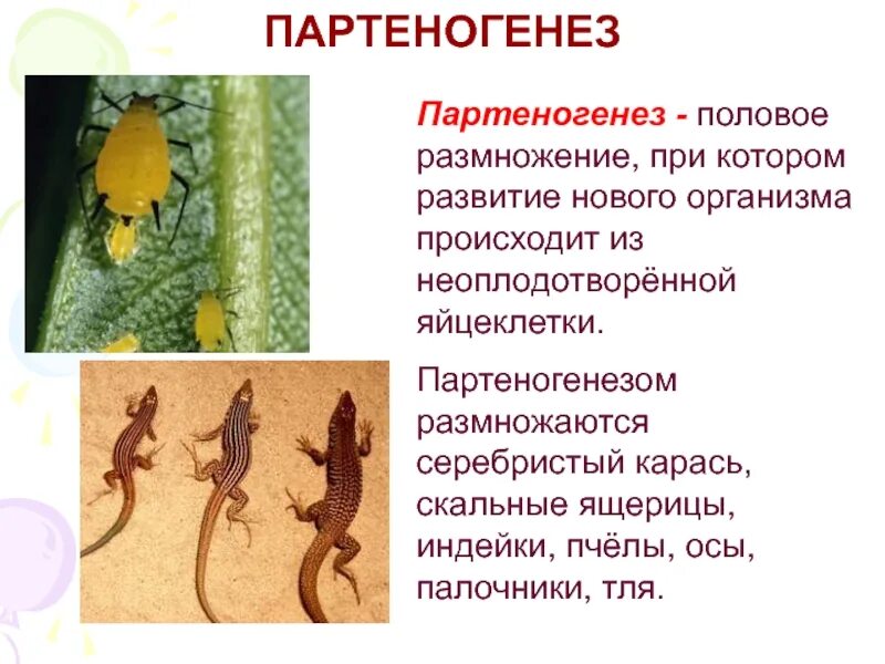 Партеногенез тип размножения. Партеногенез. партеногенез у ящериц. партеногенетическое размножение. размножение ящериц.