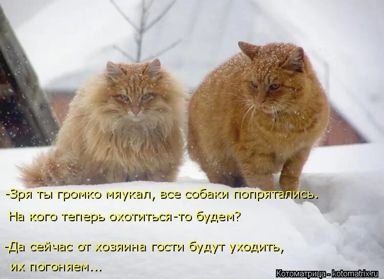 Лучший кот года. Про мартовских котов с юмором. кот чувствует весну. приколы про зиму и весну. кот чует весну.