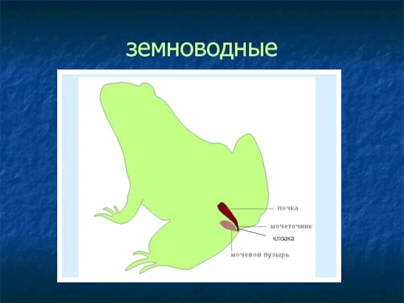 Последовательность выделения земноводных. Клоака у амфибий. Клоака у земноводных.