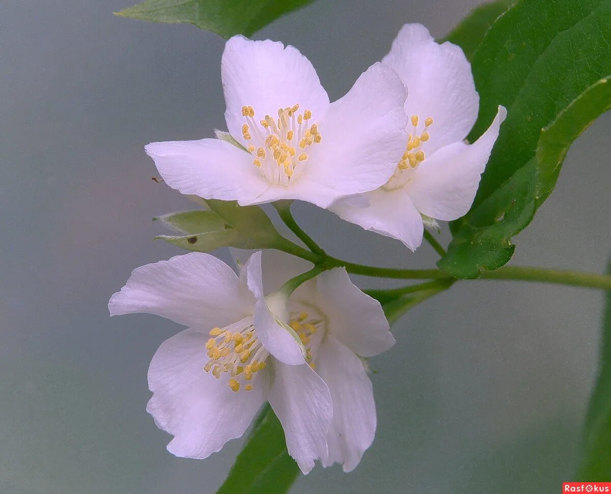 цветущий жасмин. чубушник пекинский. жасмин силберреген. чубушник цветение солнце. цветение жасмина.