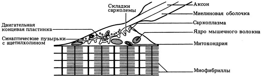 нервно мышечная пластинка. концевая пластинка физиология. нервно мышечный синапс, пкп. нервно мышечная пластинка. нервно мышечная пластинка.