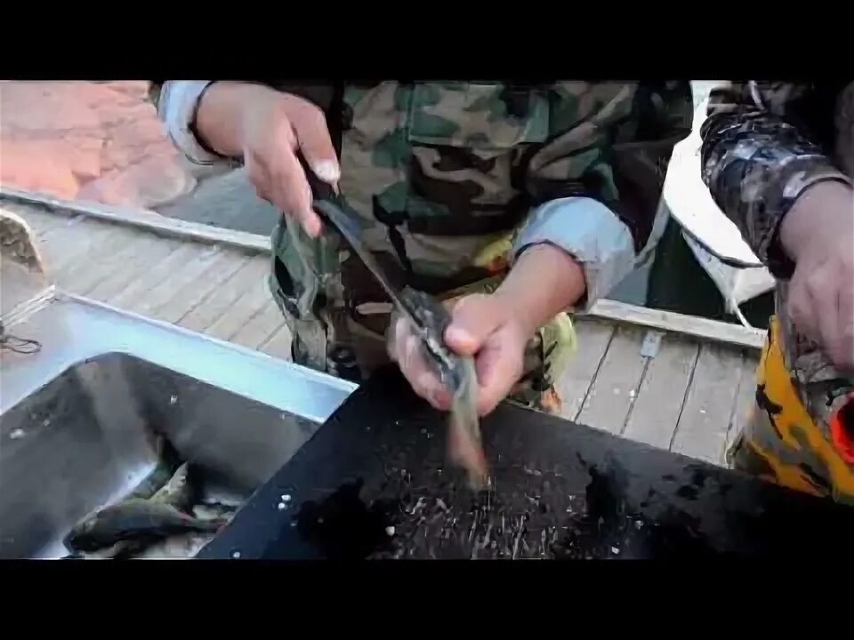 Как быстро чистить окуня видео. Лайфхак для чистки рыбы от чешуи. быстро почистить окуня.