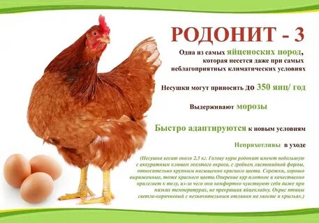 Родонит порода кур описание отзывы