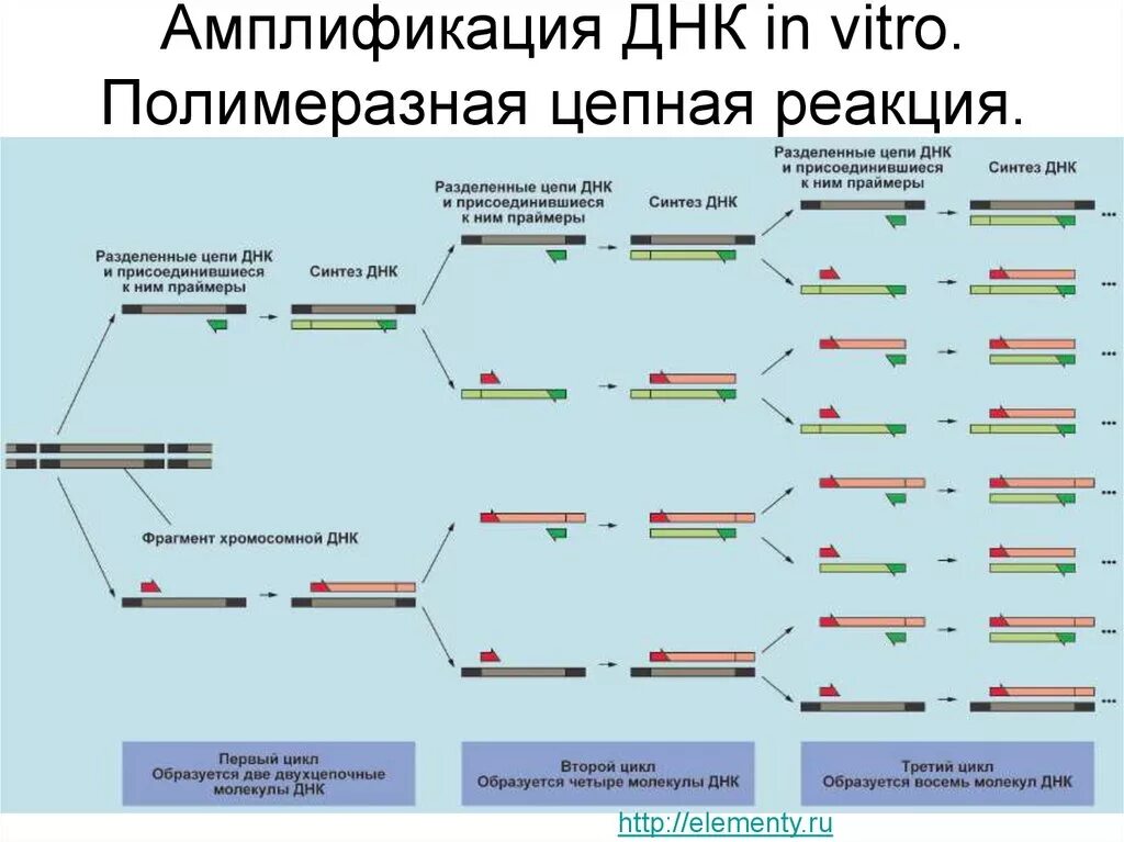 . Полимеразная цепная реакция (ПЦР). Этапы. Амплификация ДНК схема. Схема исследования методом ПЦР. Три цикла ПЦР.