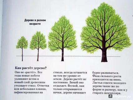 Деревья растут для всех