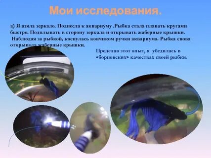 Биологическая наука изучающая аквариумных рыбок