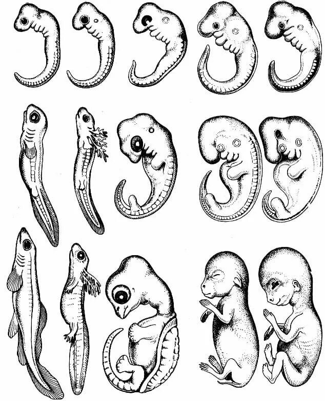 Эмбриональное развитие человека в основном. Эмбриология стадии развития эмбриона. Ранние этапы развития зародышей позвоночных. Эмбриологические доказательства эволюции Геккель. Эволюция эмбрионов хордовых животных.