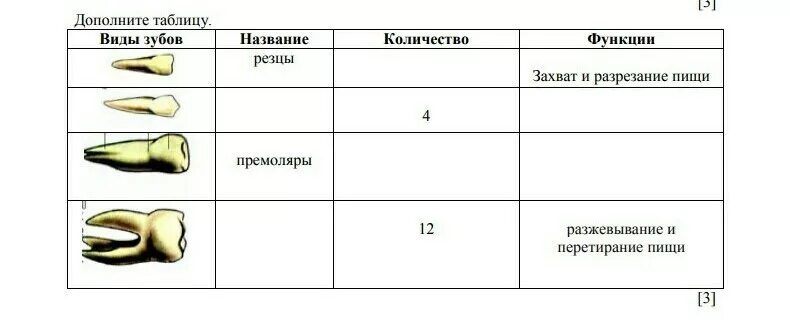 Зубы выполняют функции. Таблица зубов биология 8 класс. таблица по биологии 8 класс строение зубов. зубы таблица биология 8 класс. строение зубов таблица.