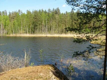 Погода светлое ленинградская область