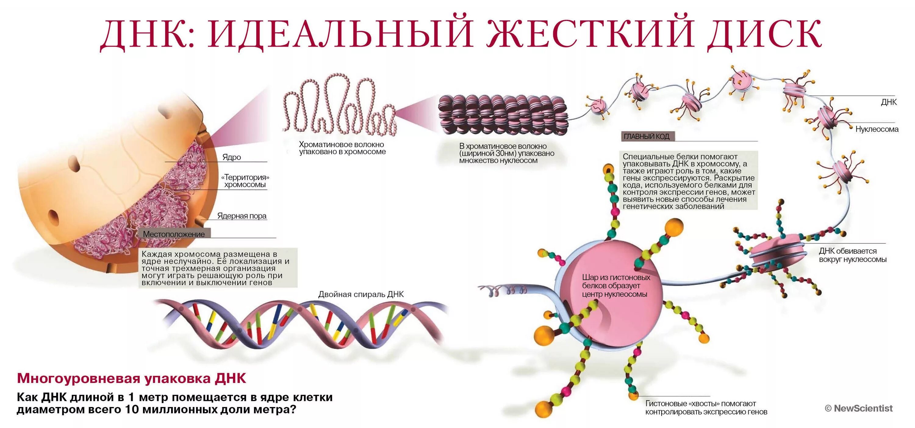 ДНК. ДНК идеальный жесткий диск. Что такое ДНК простыми словами. Ген это простыми словами. Какую роль играют гены
