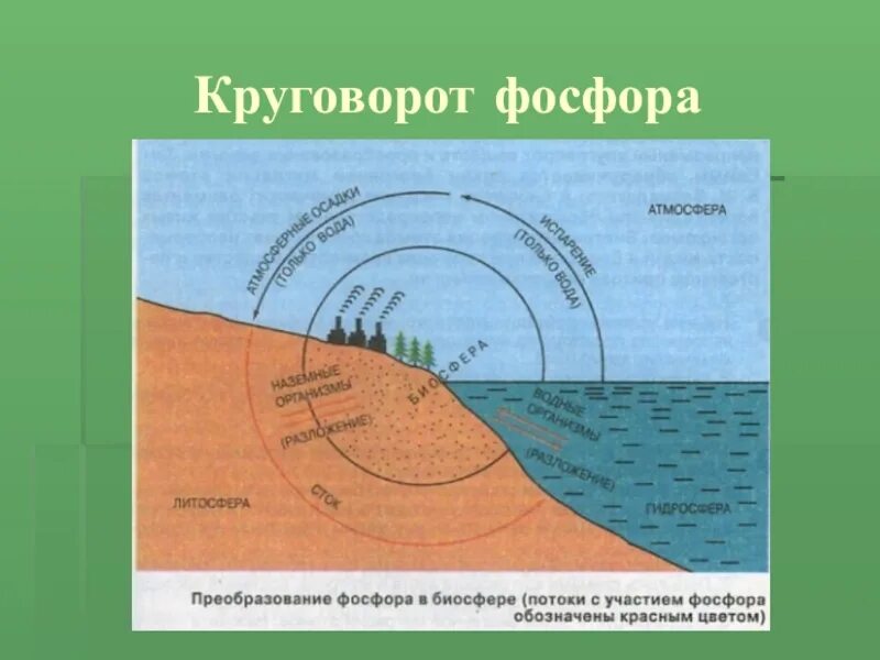 Фосфор в биосфере. Круговорот фосфора (по ф. рамаду, 1981). круговорот фосфора в биосфере схема. биологический круговорот фосфора. цикл фосфора в биосфере.