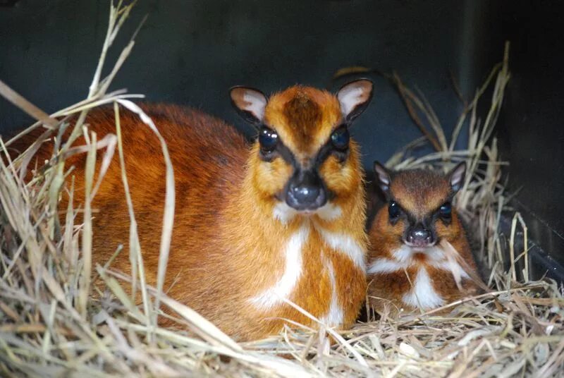 карликовый олень канчиль. малый оленёк канчиль. пятнистый канчиль. малый оленёк канчиль. больших оленьков.
