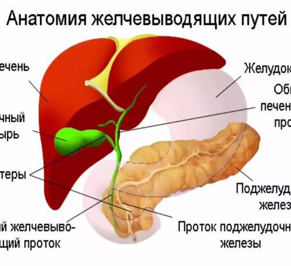 Увеличена печень и поджелудочная. Печень поджелудочная железа желчный пузырь. Печень желчный пузырь поджелудочная железа анатомия. Желчный пузырь поджелудочная желчный железа. Желудок поджелудочная железа печень желчный пузырь анатомия.