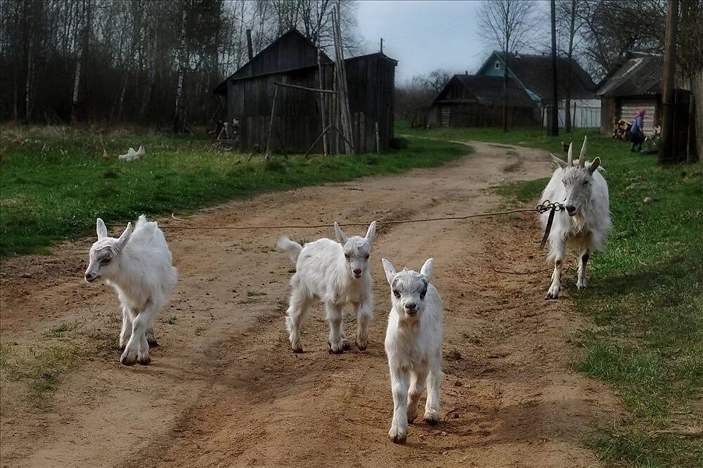 Сак кабилалари козони. Козленок в деревне. Англия. Англия стадо диких коз. Козлята и коза из лего конструктора схемы.