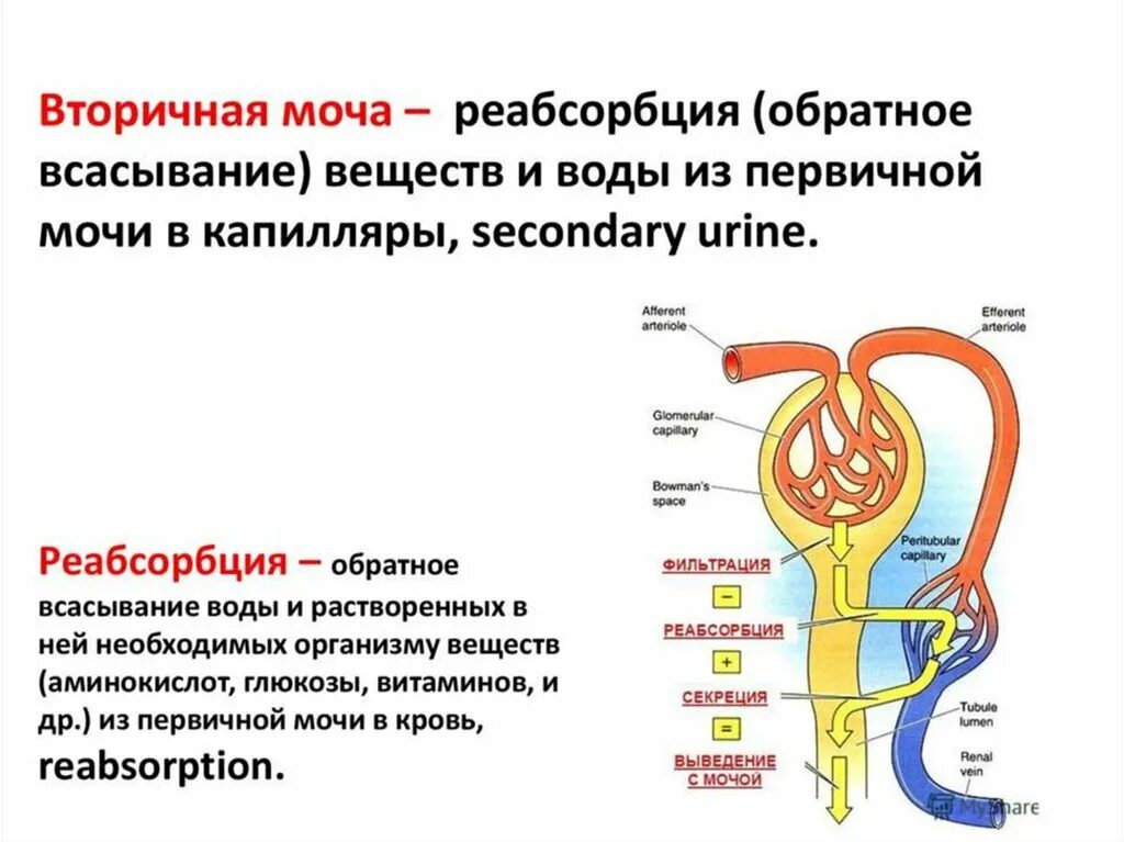 Реабсорбция нефрона моча. Механизм образования вторичной мочи. Первичная моча механизм образования состав объем. Образование вторичной мочи реабсорбция. Этапы фильтрации в нефроне