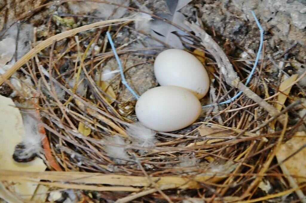 Сколько сидит голубей на яйцах. Голубь высиживает яйца. Голубка высиживает яйца. Яйца голубей. Яйцо горлицы.