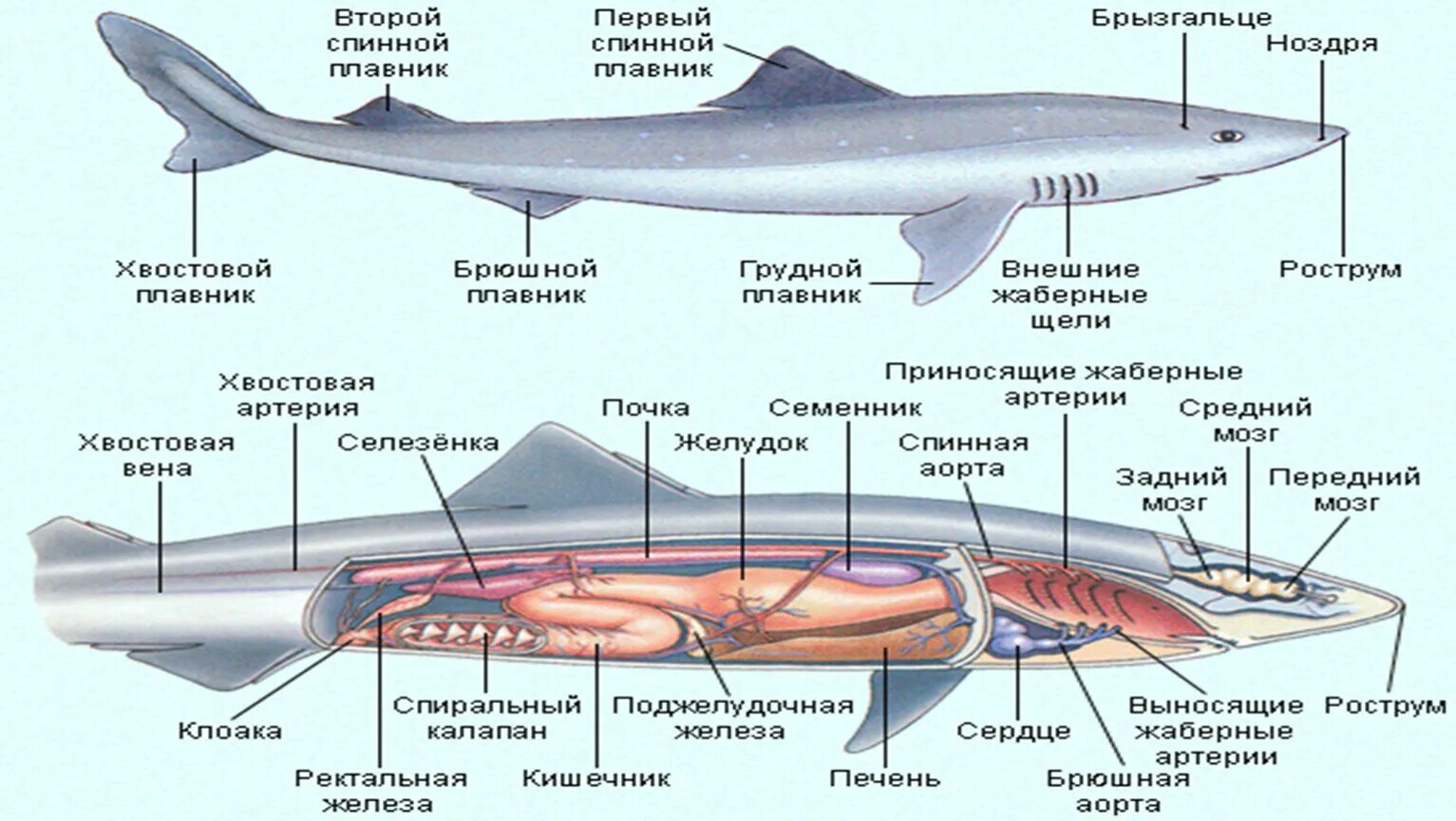 Особенности строения щуки. Внутреннее строение хрящевых и костных рыб. Внутреннее строение хрящевых рыб. Класс хрящевые рыбы строение. Тип Хордовые класс хрящевые рыбы.