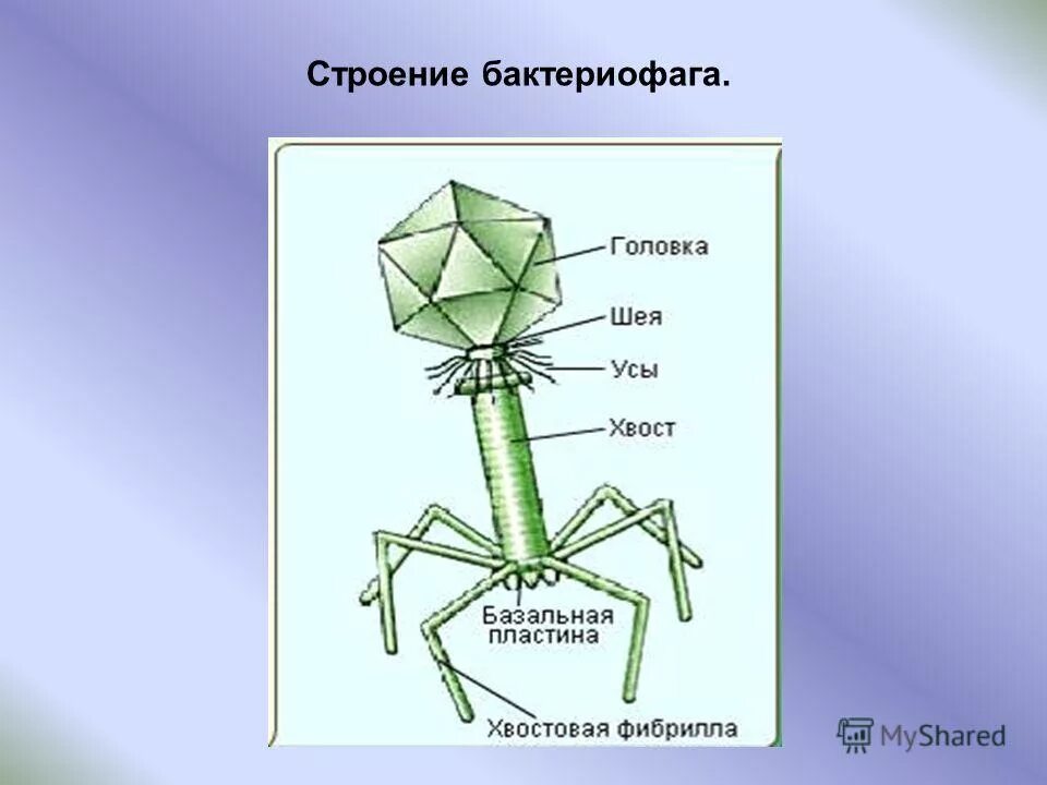 бактериофан. бактериофаг строение капсид. бактериофан. строение вируса бактериофага. бактериофаги вирусы уничтожающие.