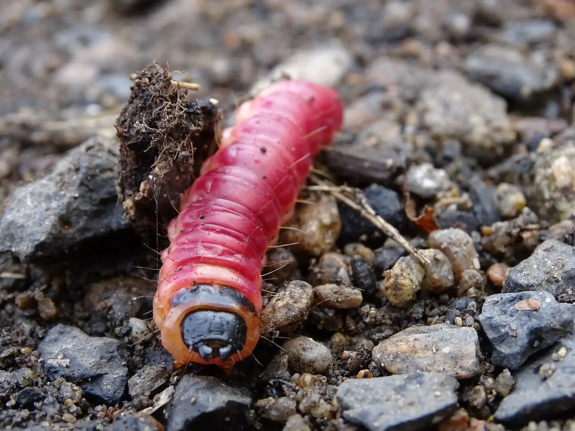 Красная личинка. Дождевые черви личинки. ЛАРВА гусеница. Личинка дождевого червя. Личинка земляного червяка.