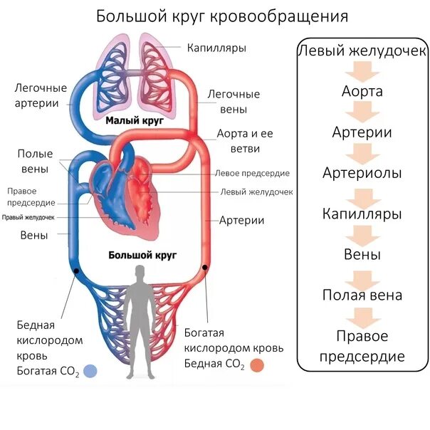 Большой круг кровообращения. Круги кровообращения человека схема. Малый круг кровообращения человека. Круги кровообращения человека кратко. Таблица круга кровообращения начало круга