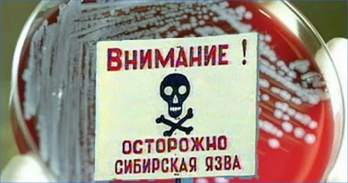 В скотомогильниках бактерии очень опасного заболевания. Осторожно Сибирская язва. Sibrskaya yazva.