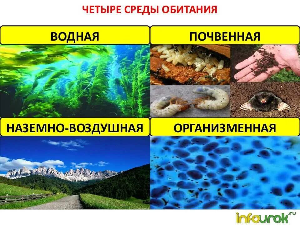 Среда. Среда обитания. Среды жизни. Водная наземно воздушная почвенная организменная.