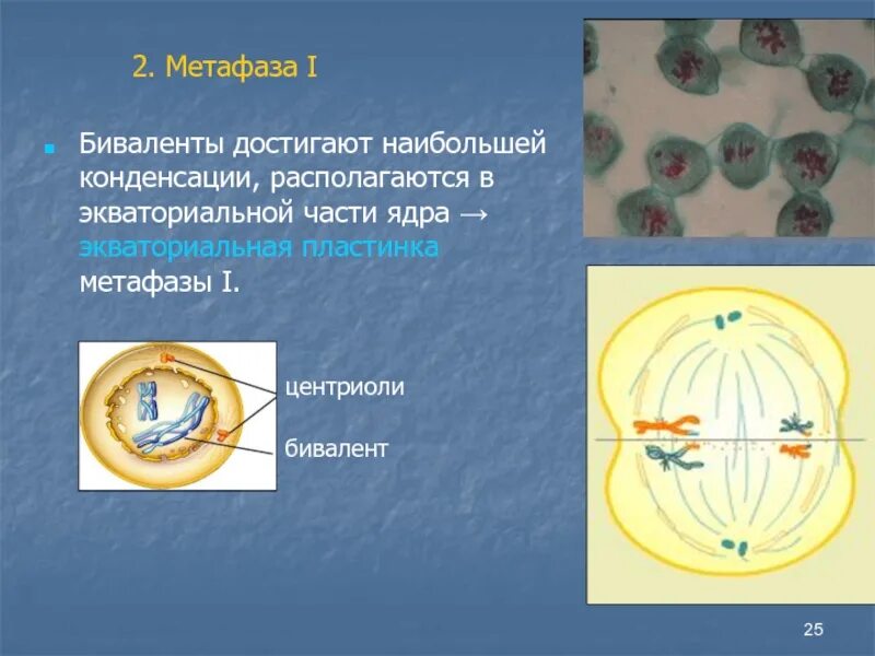 Биваленты выстраиваются по экватору. Метафаза центриоли. метафаза 2. биваленты в метафазе. биваленты образуют экваториальную пластинку.