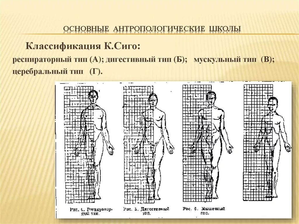 Антропотип это
