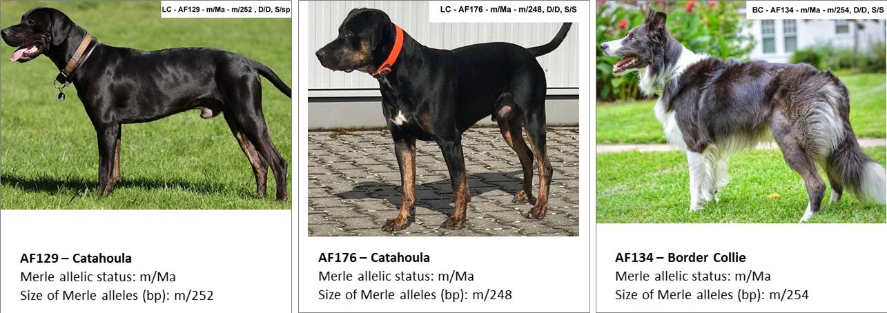 Генотип и фенотип собаки. Фенотип лабрадора. Щенок фенотип что это. Фенотип собаки. Фенотип породы собак.