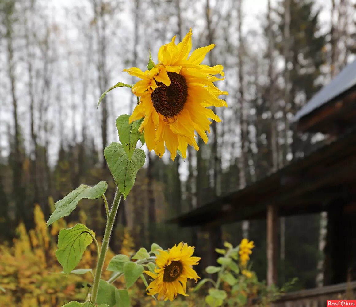 мастихином цветы подсолнухи. подсолнечник солнечный зайчик. подсолнухи в саду. ренуар подсолнухи. работа подсолнухи.