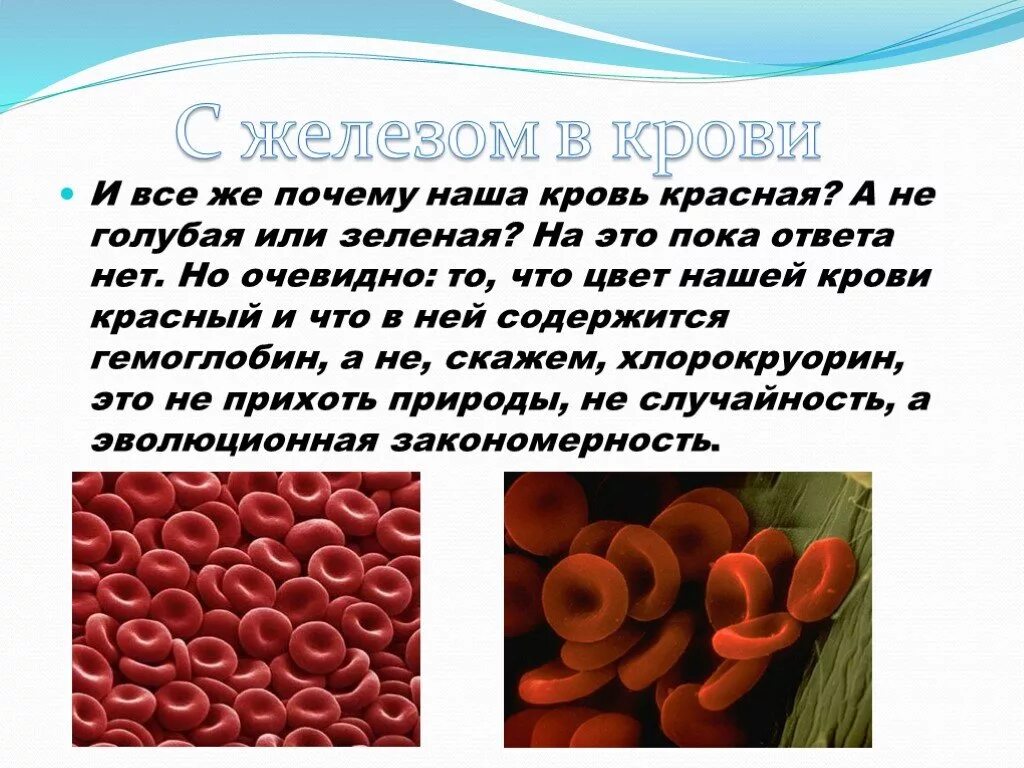 Почему кровь считают. Цвет человеческой крови. Почему кровь красного цвета.