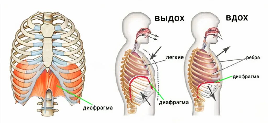 Диафрагма поднимается вверх. Диафрагма человека при вдохе. дыхательная мышца диафрагма. дыхательные мышцы вдоха и выдоха. диафрагма вдох и выдох.