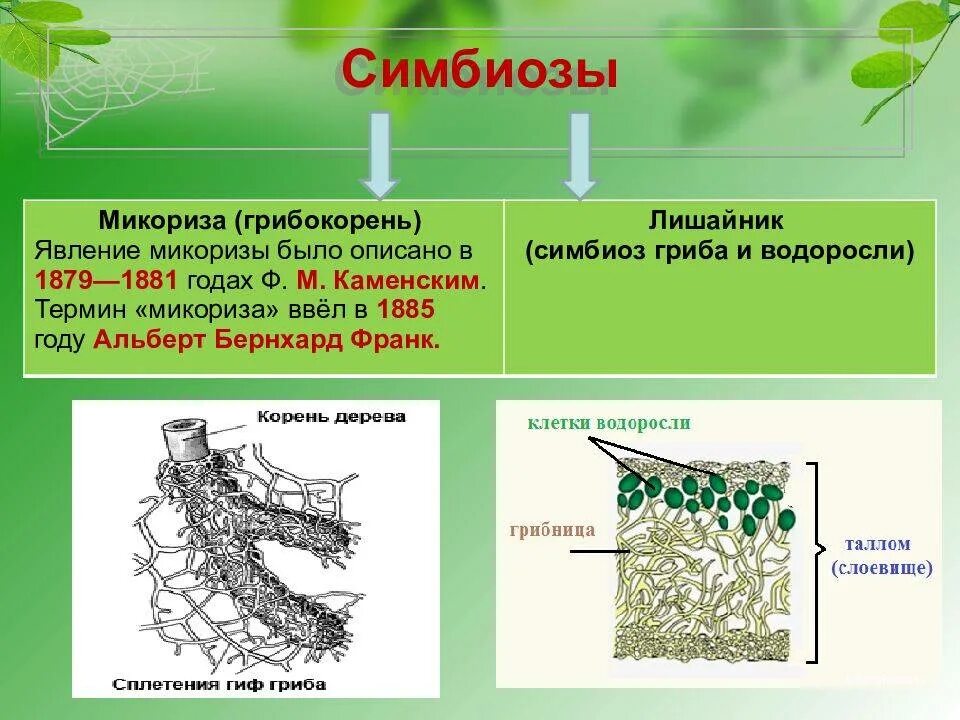Грибы симбионты микориза,лишайники. Что такое микориза у грибов 5 класс. Микориза с грибами-симбионтами. Микориза грибокорень.