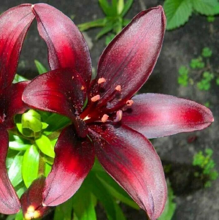 Лилия mapira азиатский гибрид. Лилия мапира. Лилия найт райдер (азиатская). Лилия мапира фото и описание. Лилия mapira.