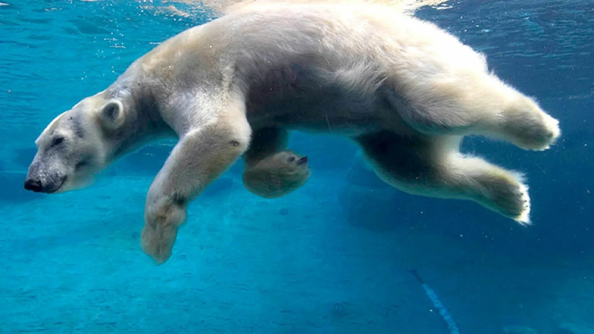 Can bears swim