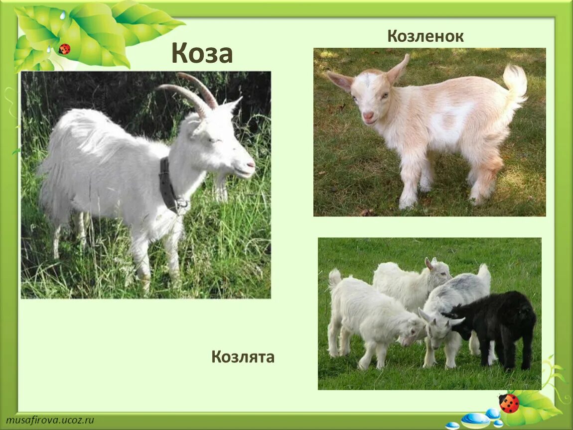 Как отличить козу от козла