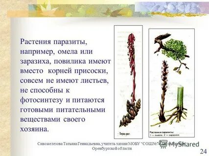 Растения паразиты сообщение
