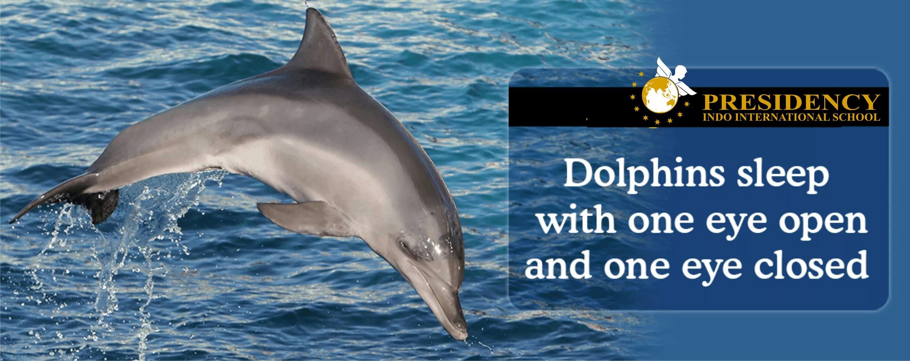 Facts about animals. Facts about Dolphins. Дельфин на английском. Дельфины в Англии. Dolphin interesting facts for Kids.