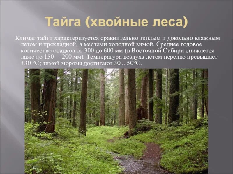 Кол во осадков в тайге. Климат Тайга зона лесов. Зона хвойных лесов климат. Климат в хвойных лесах. Климатические условия хвойных лесов.