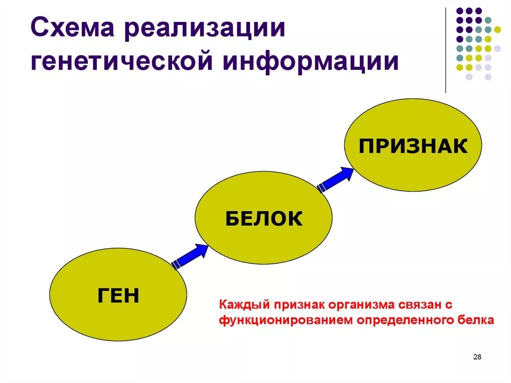 Расшифровка генетической информации схема процесса. Схема реализации генетической информации в фенотипические признаки. Схема реализации наследственной информации. Схема ген белок признак. Роль в реализации наследственной информации