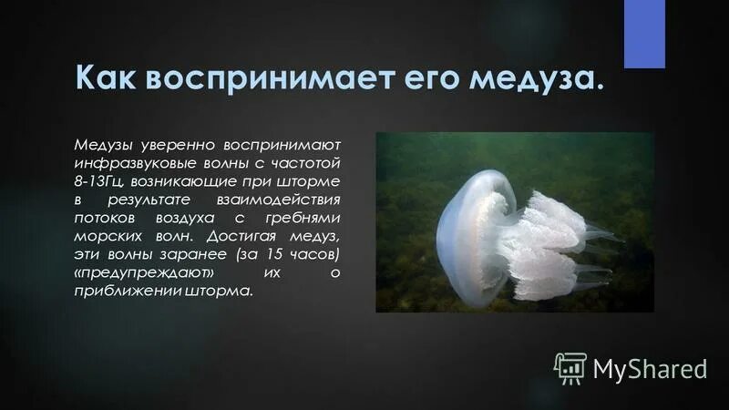 Медуза описание для детей. Инфразвук в океане. Инфразвук. Дота 2 мем. Медузы и инфразвук.