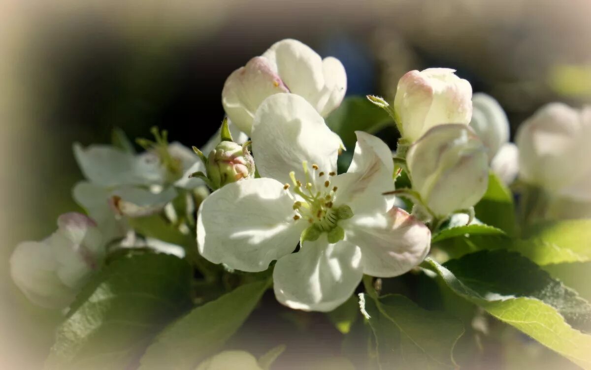 яблоневый цвет песня. яблоки в цвету. яблоневый сад яблоня цветет. яблони в цвету. яблони в цвету.