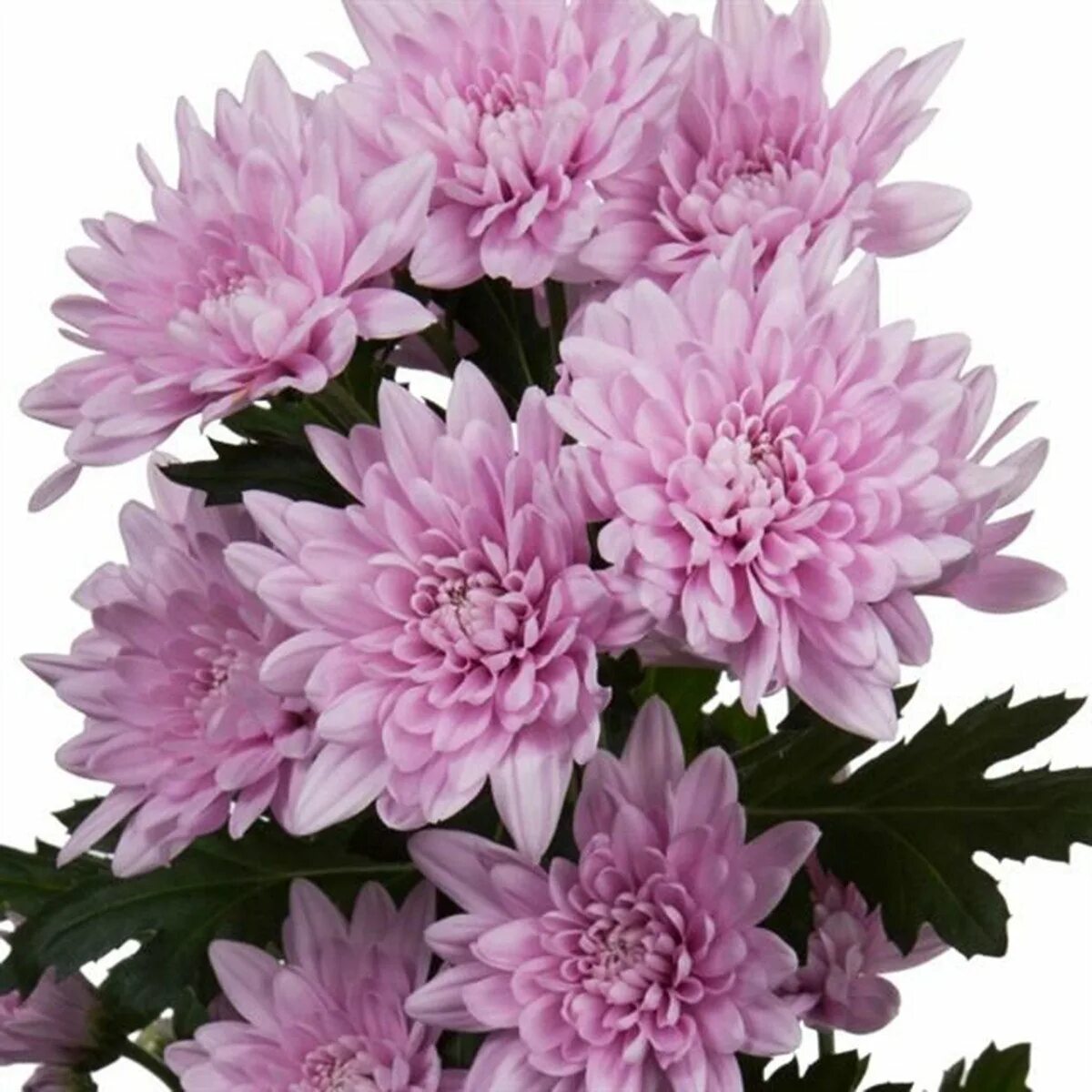 Хризантема сорт пинк. Хризантема кустовая зембла. хризантема baltica pink. хризантема кустовая балтика пинк. хризантема кустовая балтика.